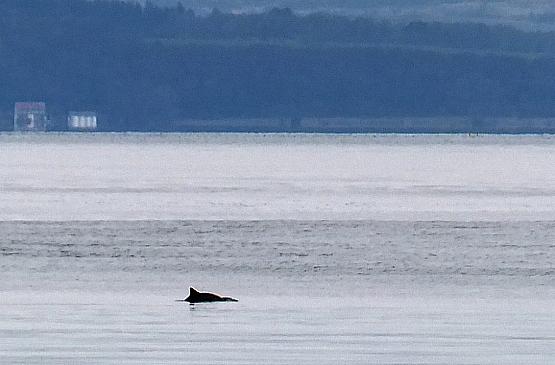 Dolphin [or porpoise] In the Clyde Estuary