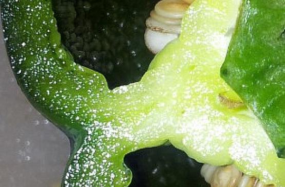 Green Pepper [Capiscum] Detail